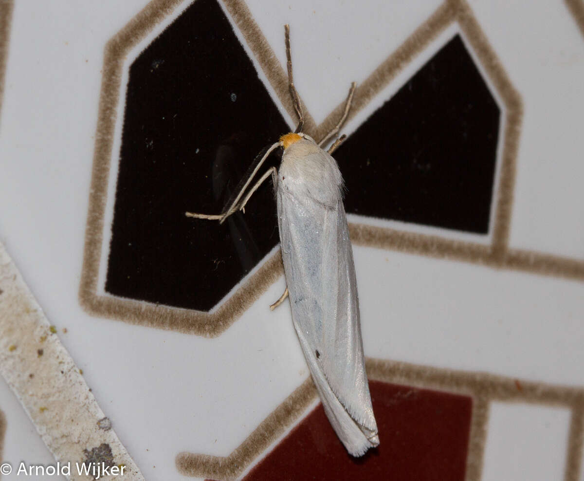 Image of <i>Coscinia chrysocephala</i>