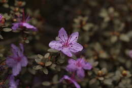 Imagem de Rhododendron nivale Hook. fil.