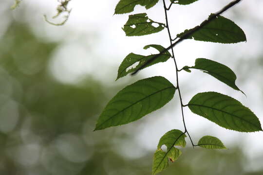 Image of Rubus pirifolius Sm.