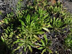 Слика од Echium famarae Lems & Holzapfel