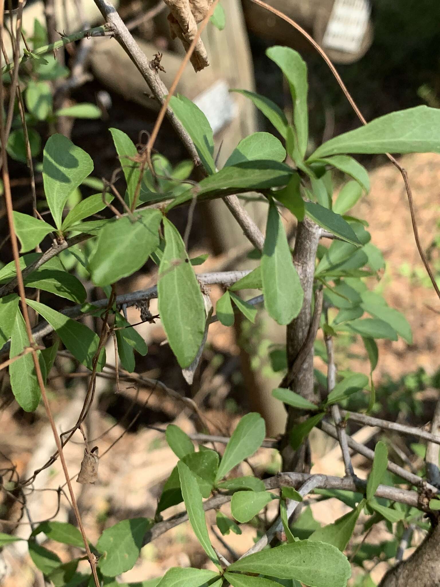 Слика од Gymnosporia maranguensis (Loes.) Loes.