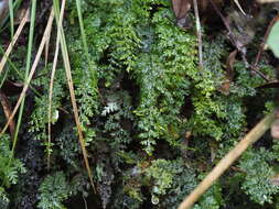 Imagem de Hymenophyllum polyanthos (Sw.) Sw.