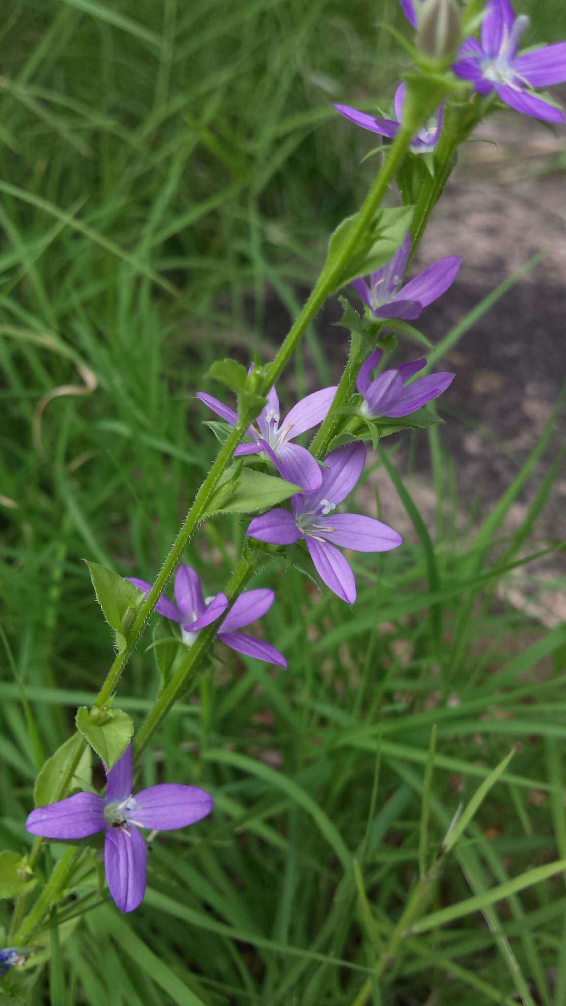 Image of prairie Venus' looking-glass