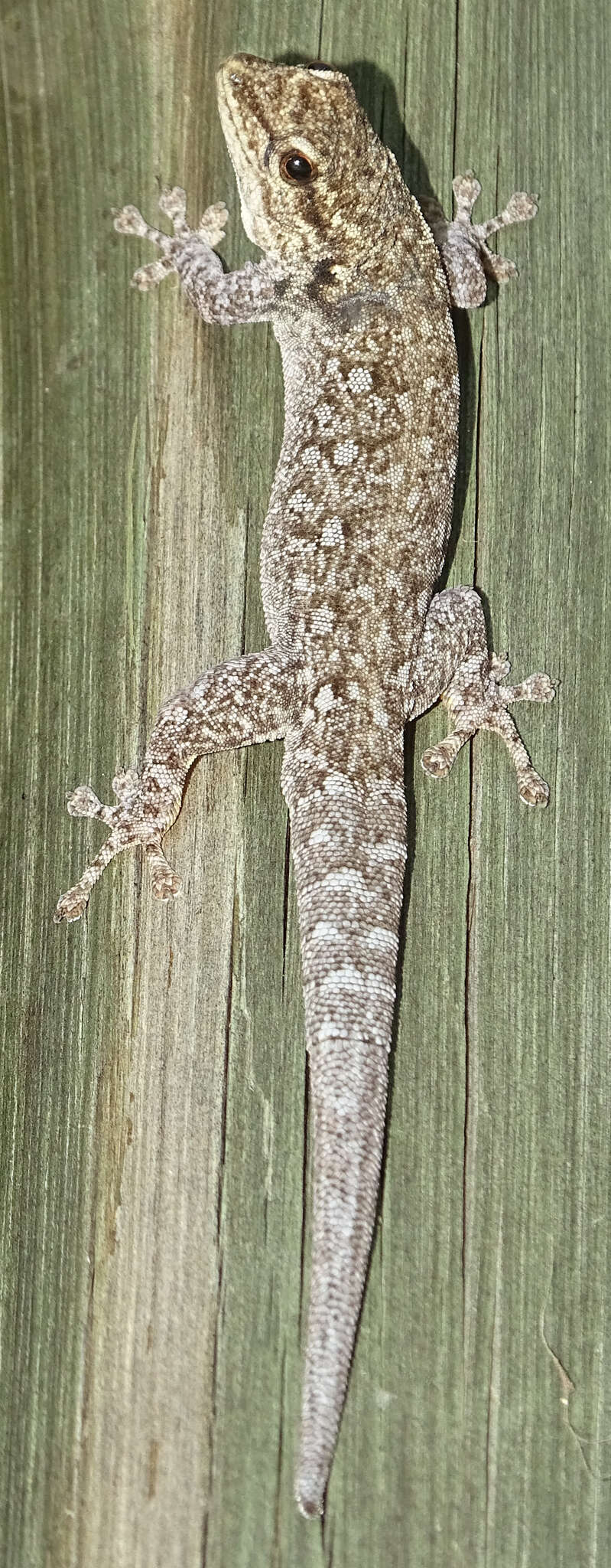 Image of Chobe Dwarf Gecko