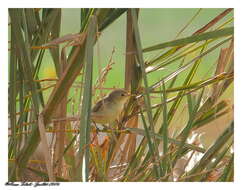 Image of Melodious Warbler