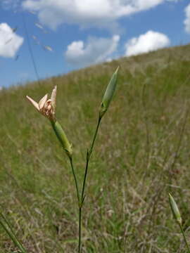 صورة Dianthus monadelphus subsp. pallens (Smith) Greuter & Burdet