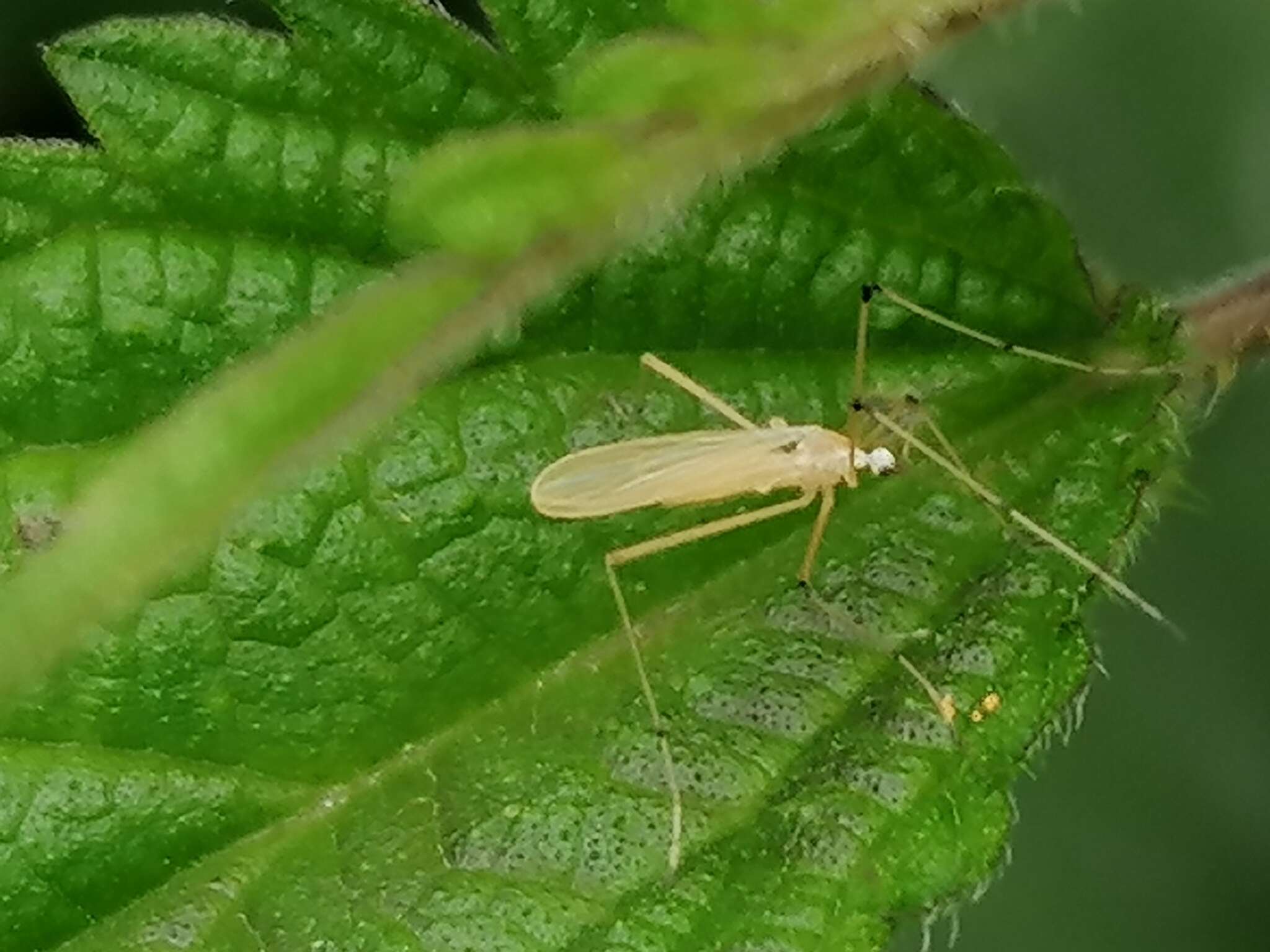 صورة Cheilotrichia (Cheilotrichia) imbuta (Meigen 1818)