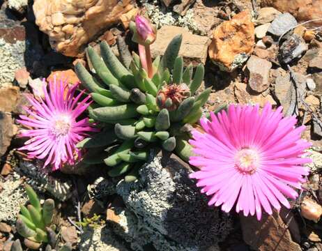 Cephalophyllum subulatoides (Haw.) N. E. Br. resmi