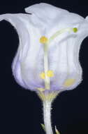 Image of Nierembergia tucumanensis Millan