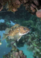 Image of Blackbelly rosefish