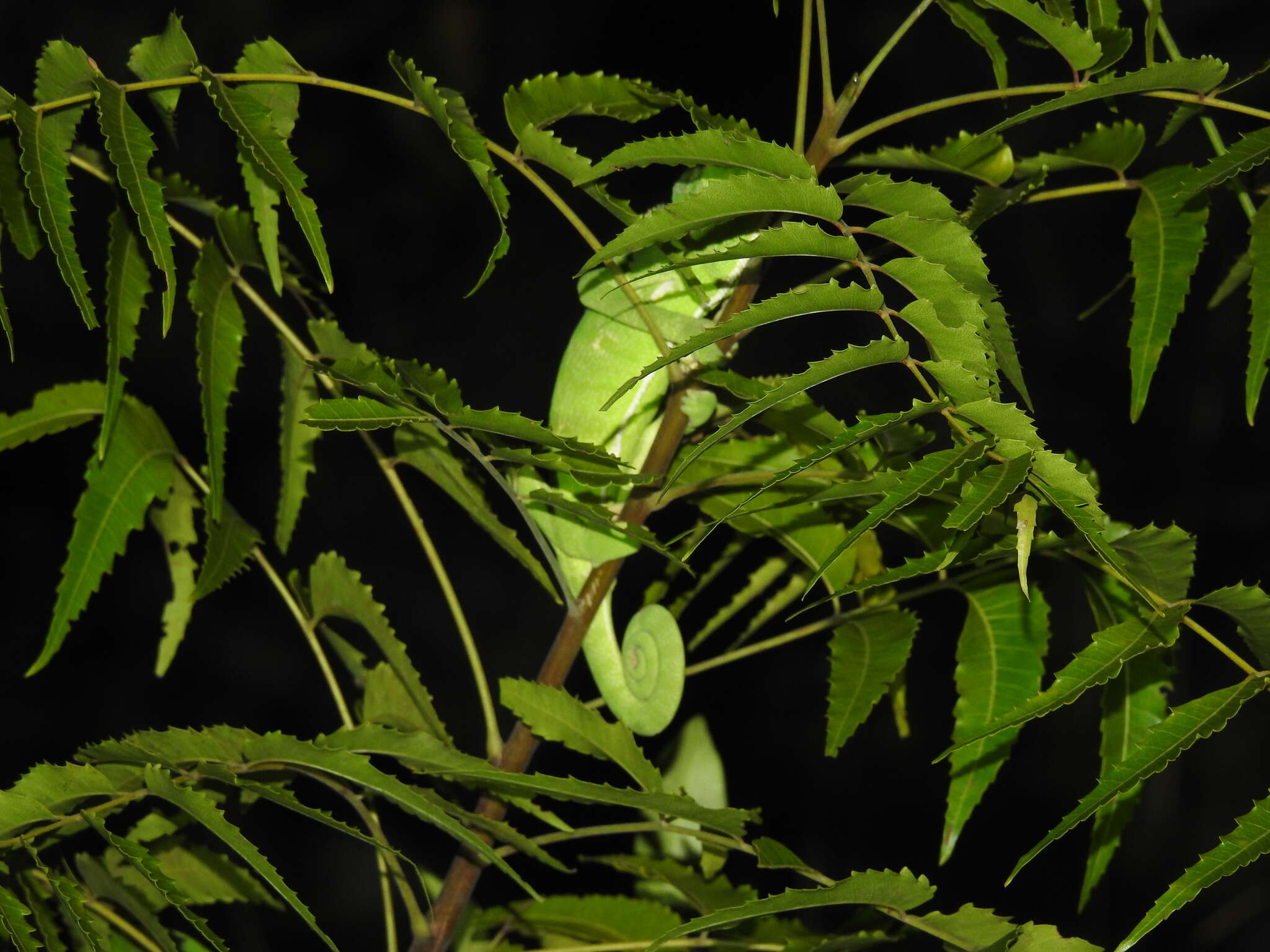 Image of Asian Chameleon