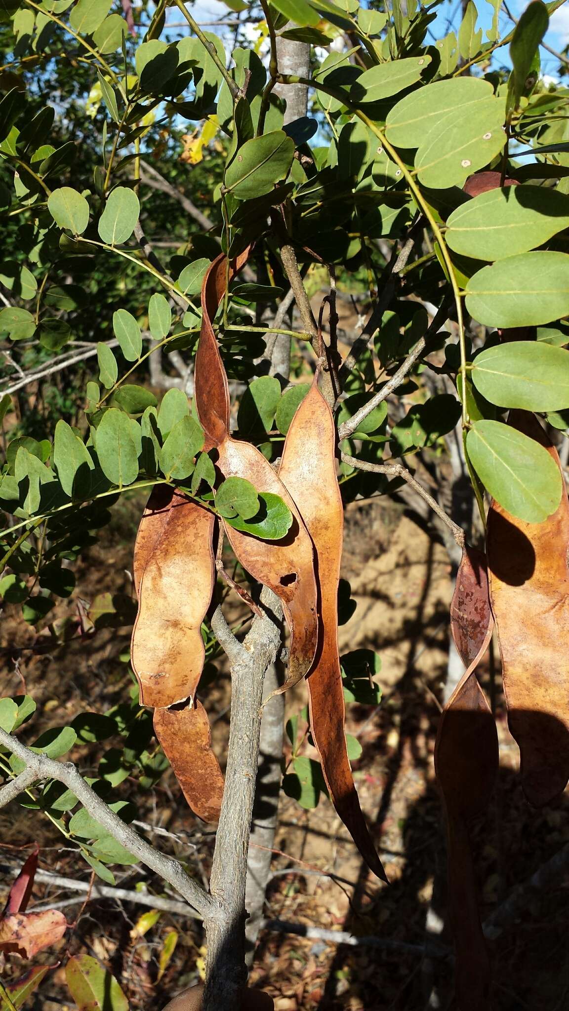 Image of Albizia boivinii E. Fourn.