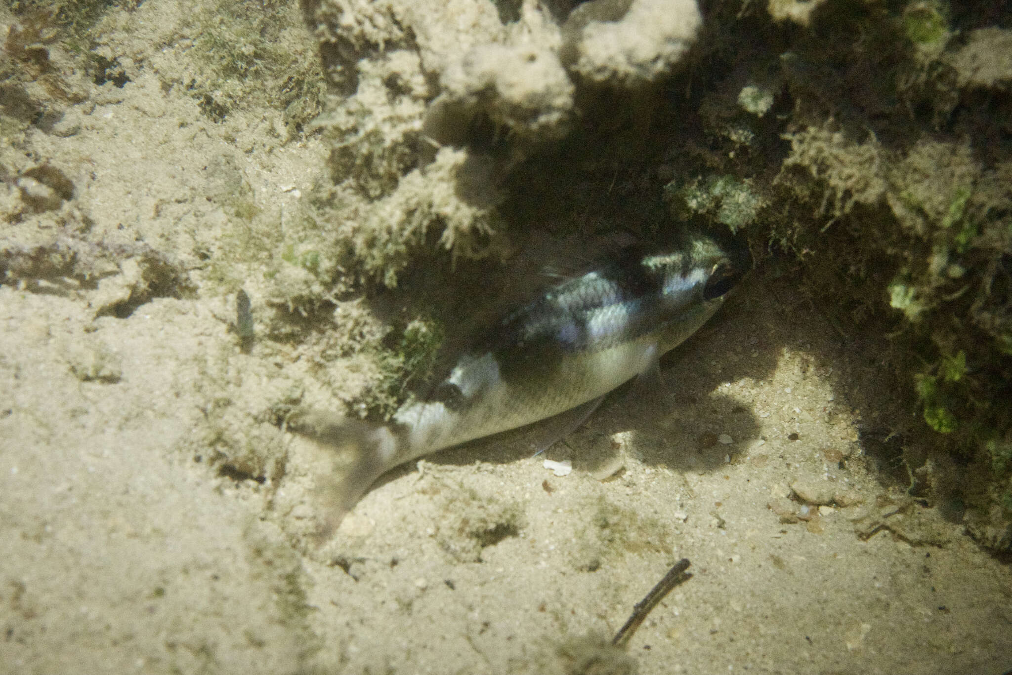 Image of Three-lined monocle bream