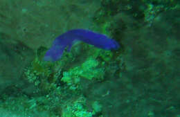 Image of Orchid dottyback