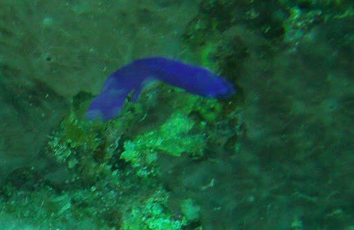 Image of Orchid dottyback