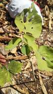 Image of Abutilon greveanum (Baill.) Hochr.