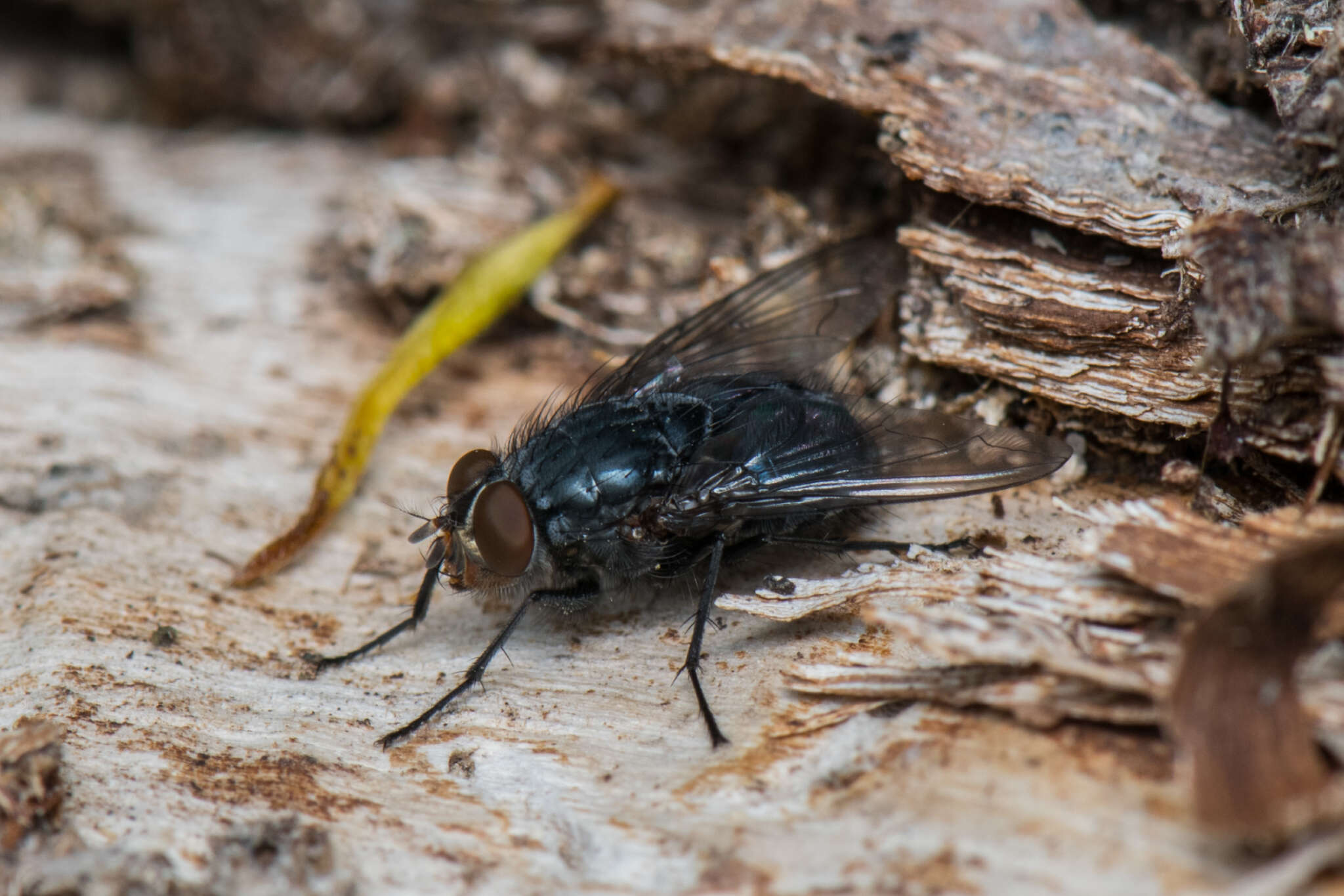 Imagem de Calliphora vicina Robineau-Desvoidy 1830