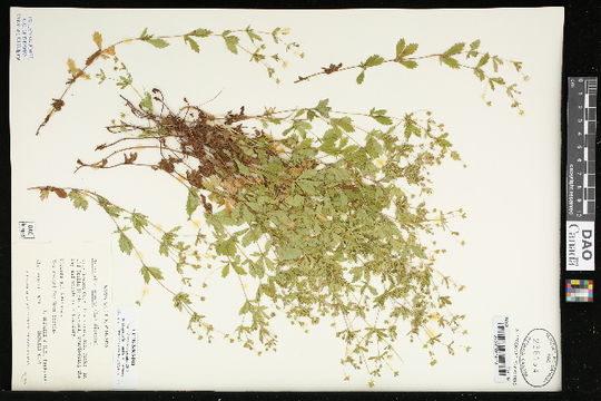 539.vascb ccdb 24803 d10 1442341872 jpg.580x360