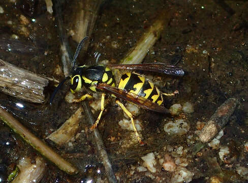 Image of Western Yellowjacket