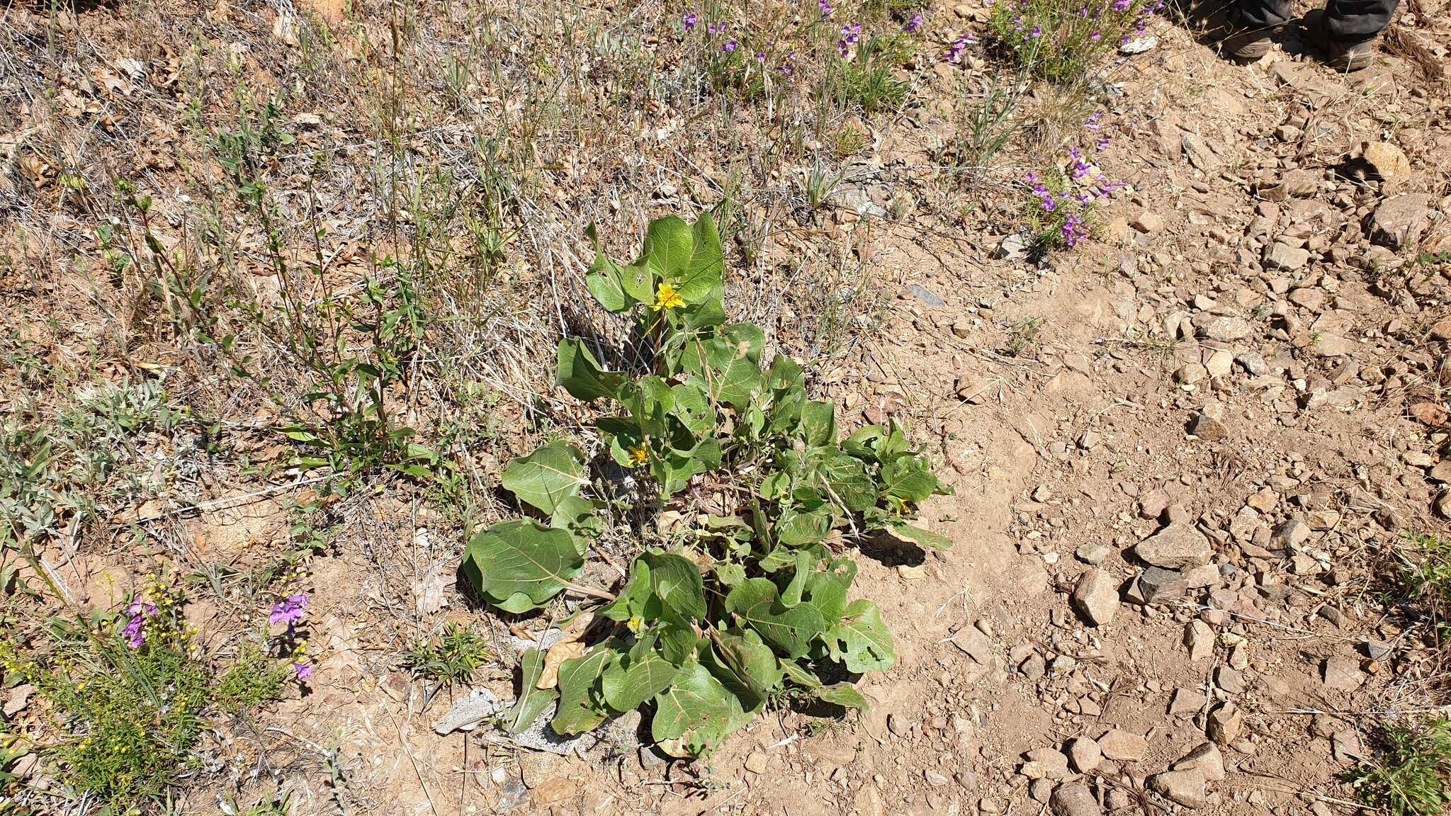 Image of southern mule-ears