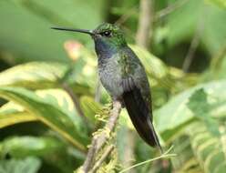 Image of Green-backed Hillstar