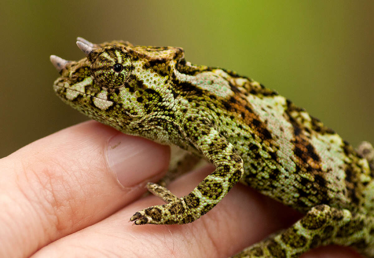Image of Johnston's Chameleon