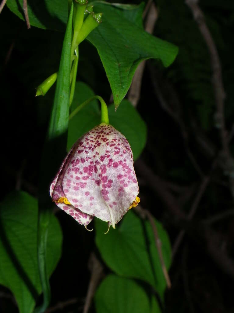 Tigridia meleagris (Lindl.) G. Nicholson的圖片