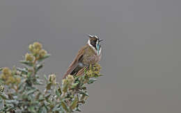 Image of Bearded Helmetcrest