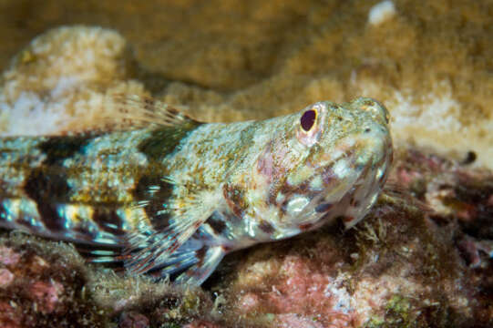 Image of Two-spot lizard fish