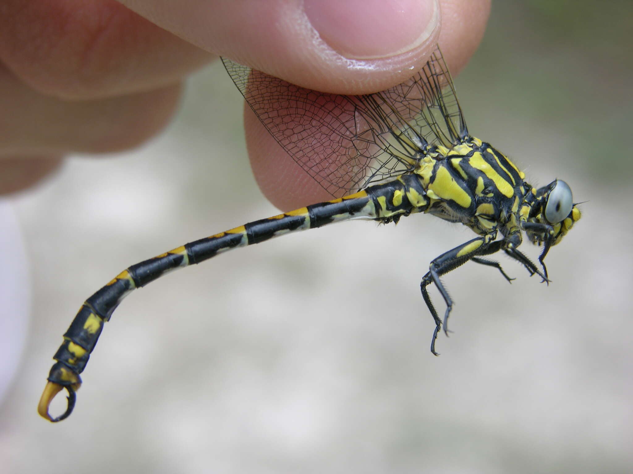 Image of blue-eyed hook-tailed dragonfly