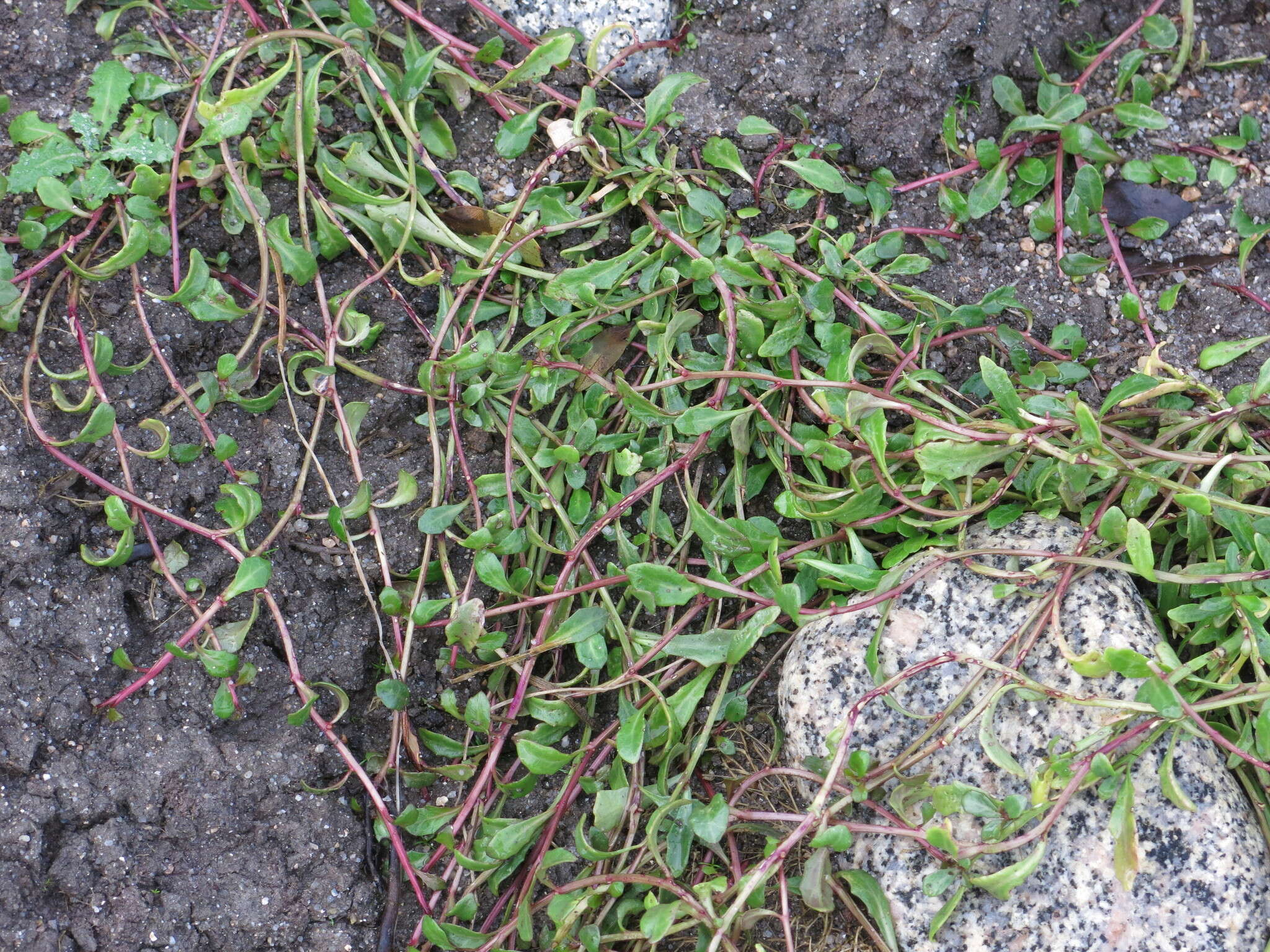 Image of Lobelia anceps L. fil.