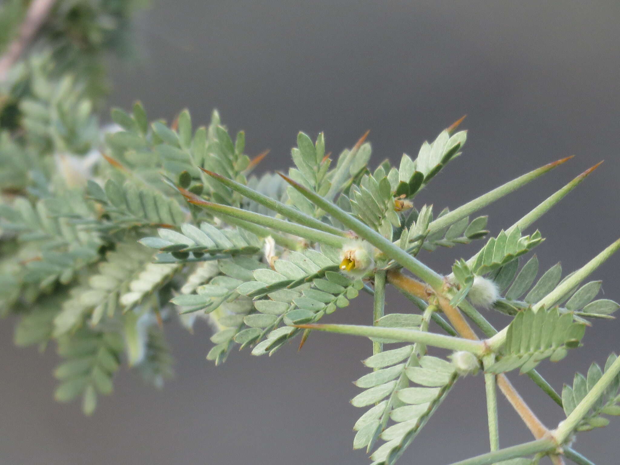 Image of Plectrocarpa tetracantha Gill.