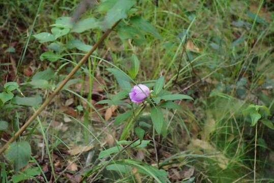 Image of Melastoma malabathricum subsp. malabathricum