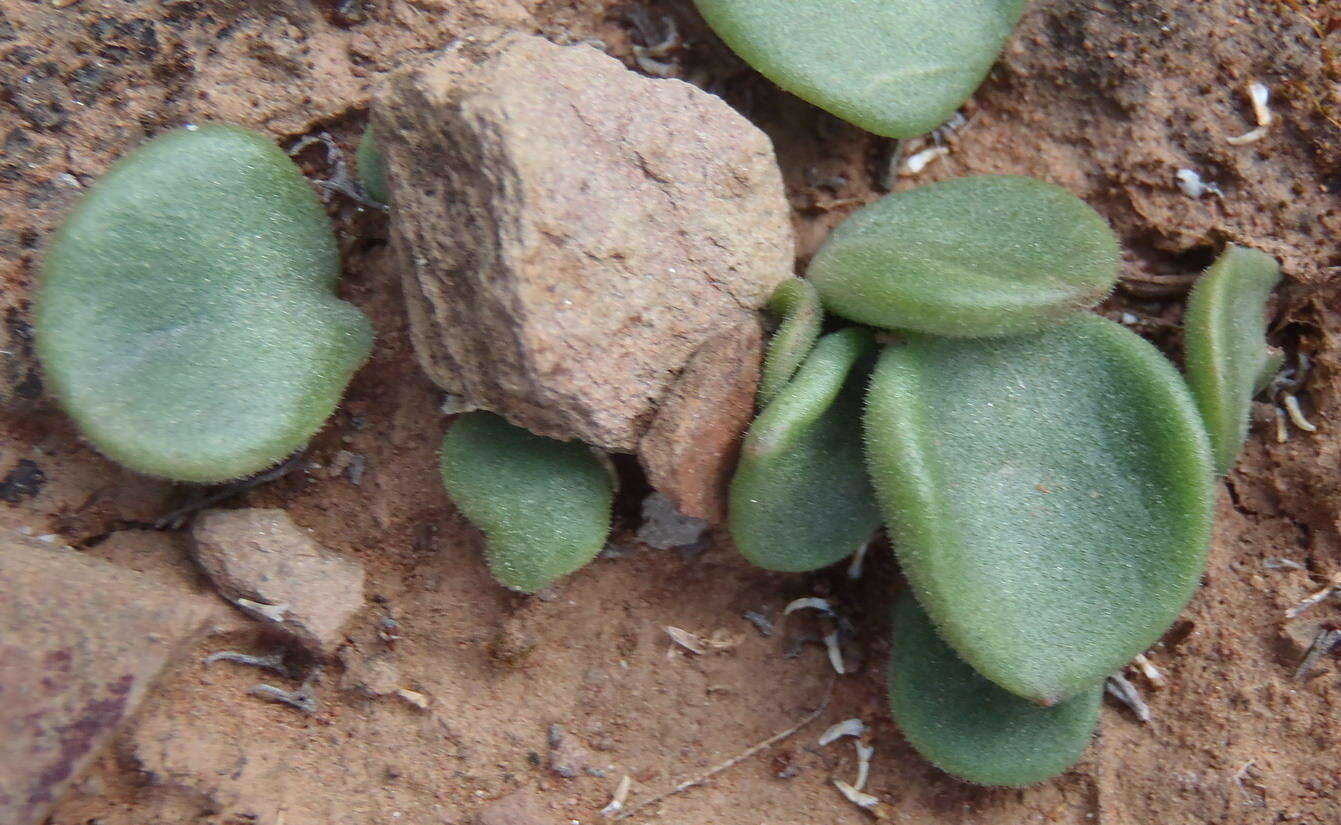 Image of Tylecodon ventricosus (Burm. fil.) H. Tölken