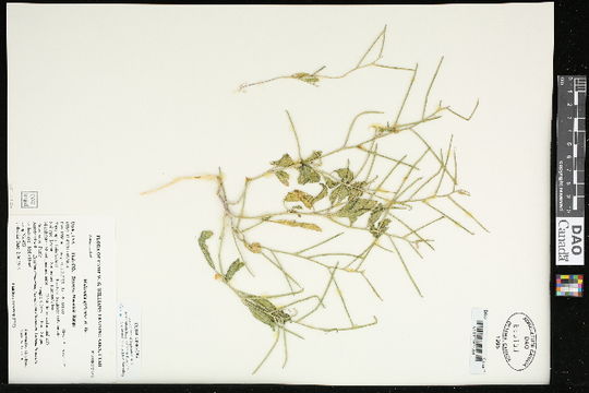 Image of African mustard