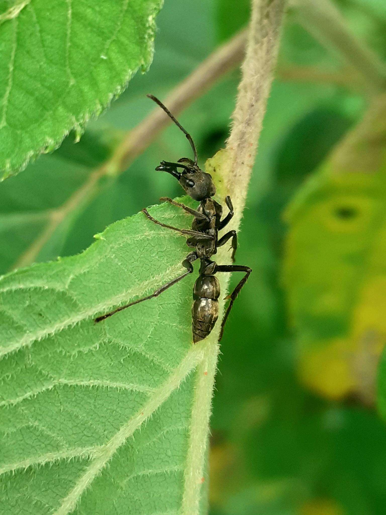 Image of Neoponera foetida (Linnaeus 1758)