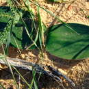 Image of Haemanthus pubescens subsp. leipoldtii Snijman