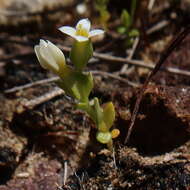 Image de Sebaea minutiflora Schinz