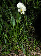 Image of Viola disjuncta W. Becker