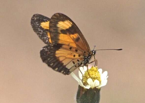 Image de Acraea acerata Hewitson 1874