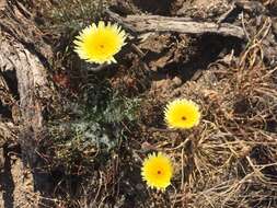 Image of California desertdandelion