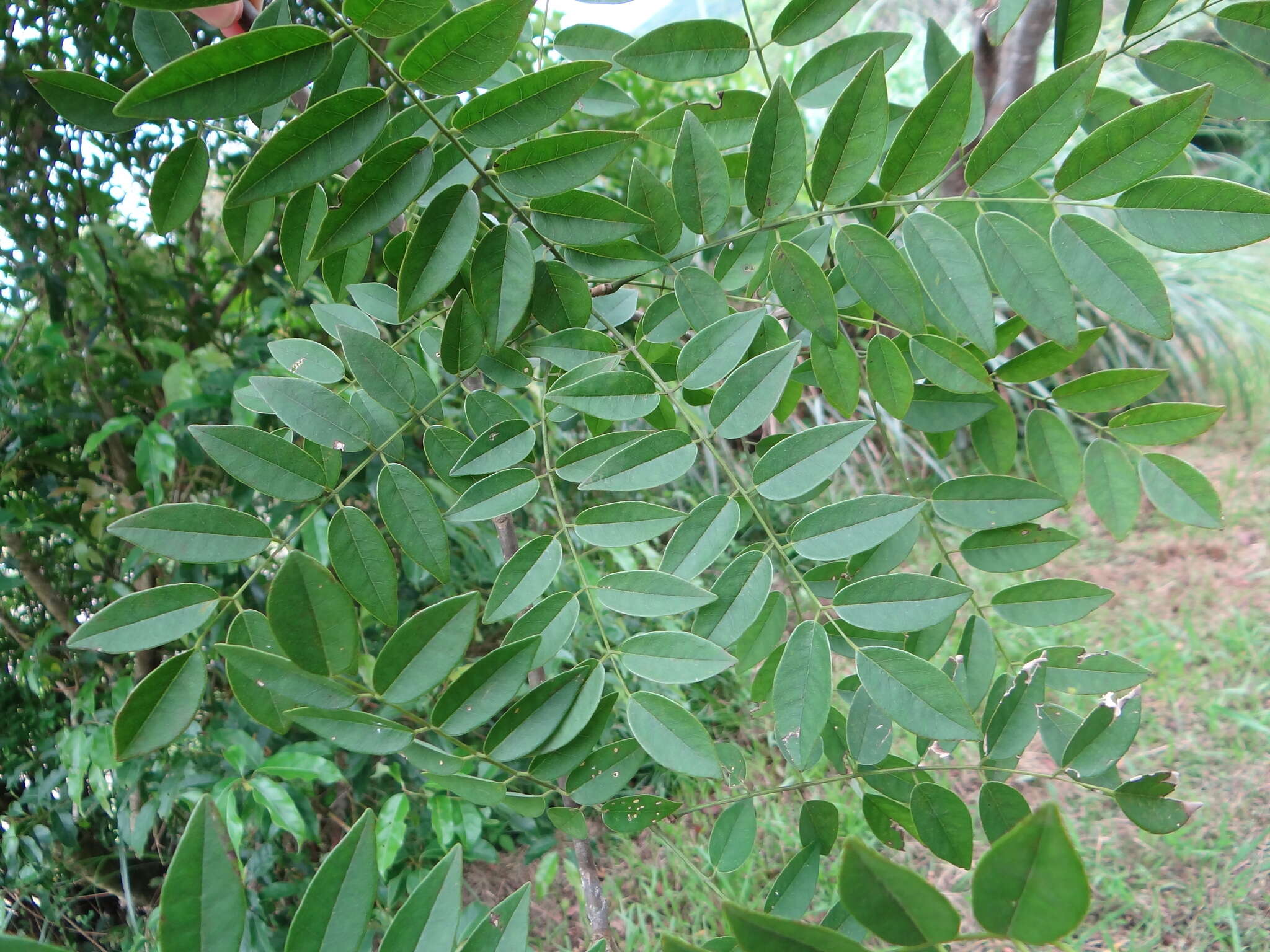 Imagem de Maackia taiwanensis H. Hoshi & H. Ohashi