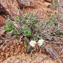 Image of Pelargonium praemorsum subsp. speciosum A. G. Scheltema