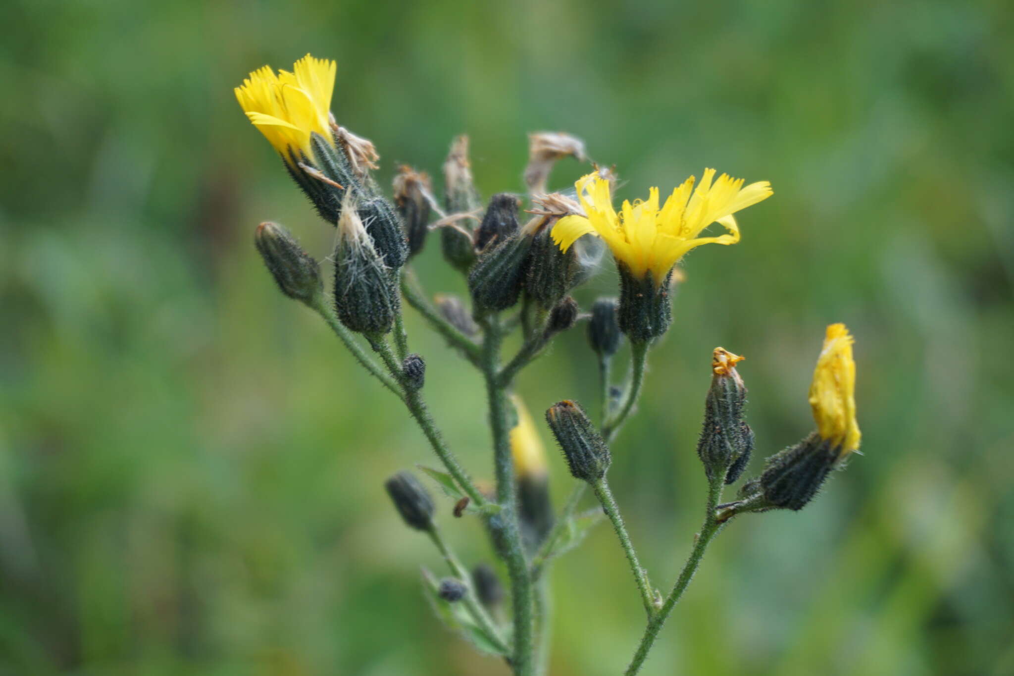 Image of hawkweed