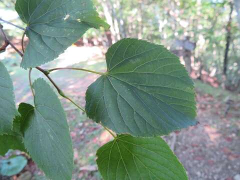 Image of Japanese Linden