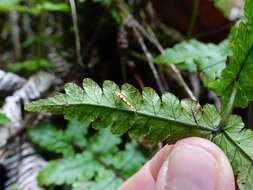 Image of Macarostola miniella (Felder & Rogenhofer 1875)