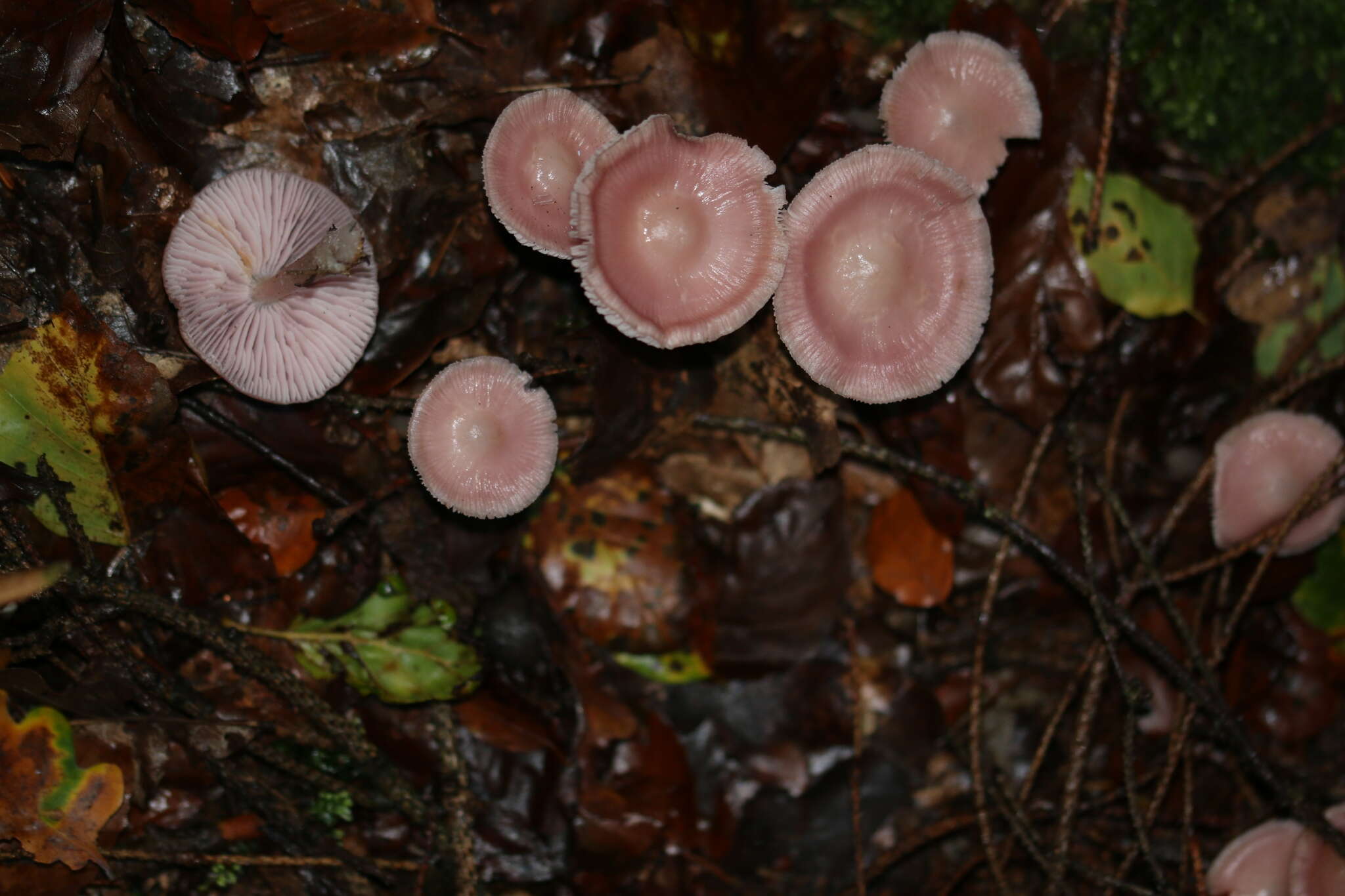 Image of Mycena rosea Gramberg 1912