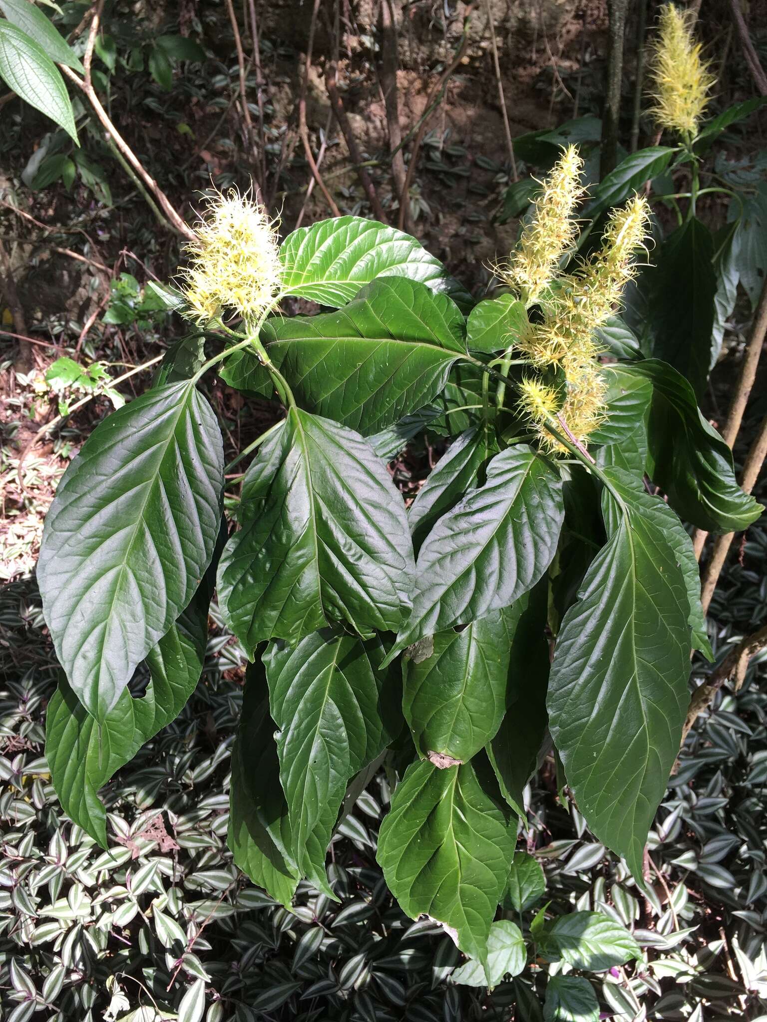 Schaueria calytricha (Hook.) A. L. A. Côrtes resmi