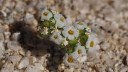 Image of San Bernardino Mountain gilia