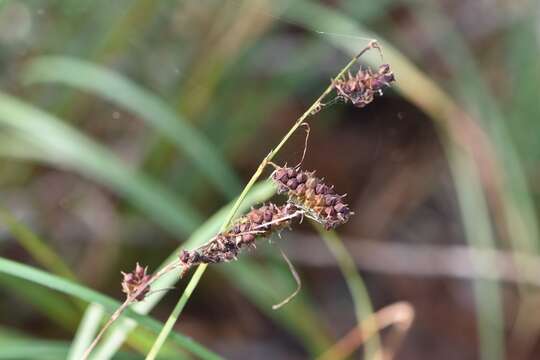 Image of cypress swamp sedge